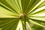 Saw palmetto